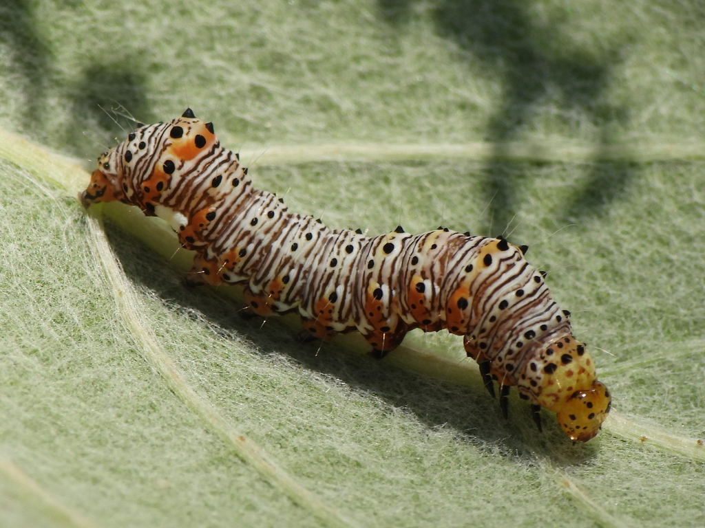 Alypia octomaculata (Eight-spotted Forester), California species