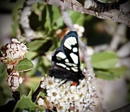 Alypia ridingsii (Riding's Forester Moth), California species