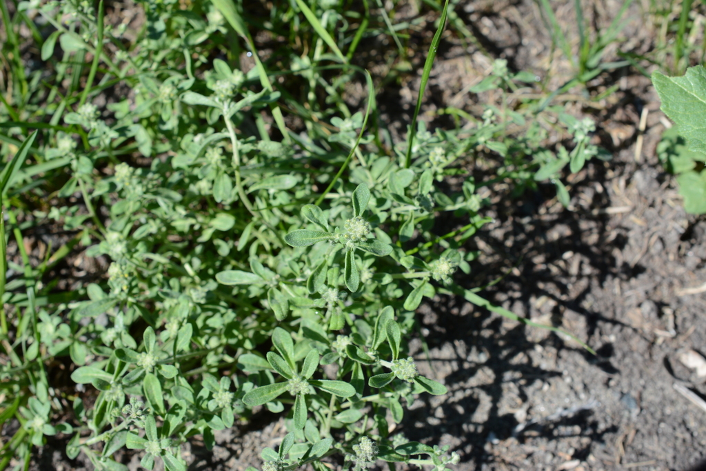 Alyssum alyssoides (Pale alyssum), non-native California herb