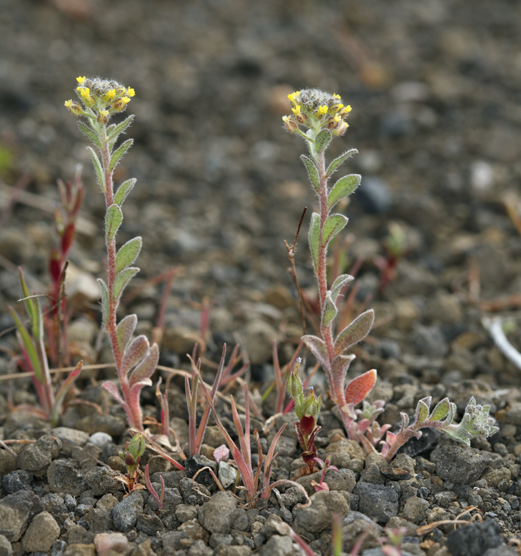 Alyssum corsicum (yellowtuft), California subshrub
