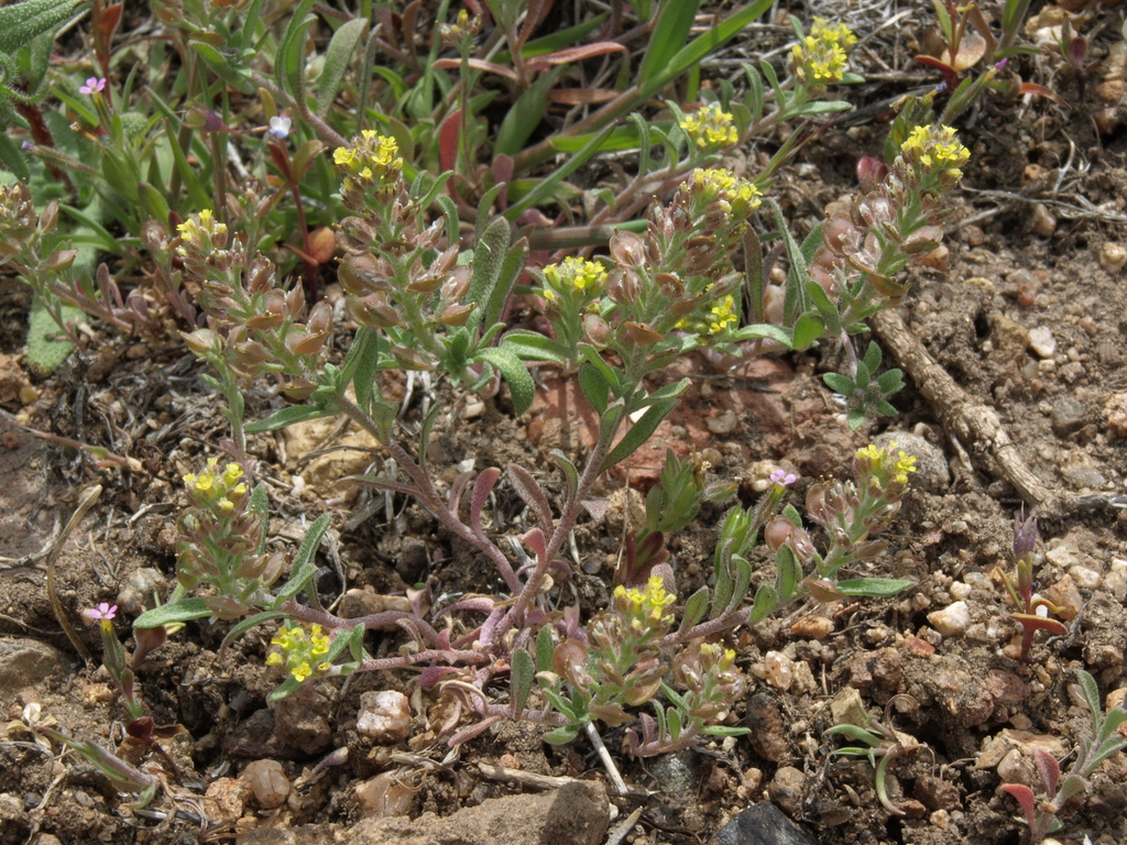 Alyssum desertorum (Desert alyssum), non-native California herb