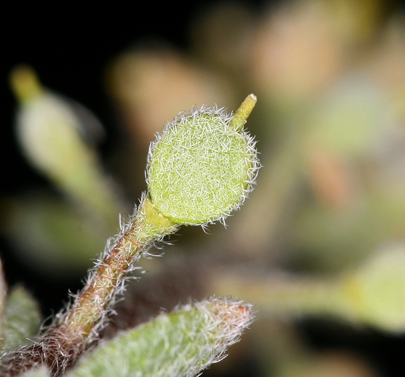 Alyssum simplex (Alyssum), non-native California herb