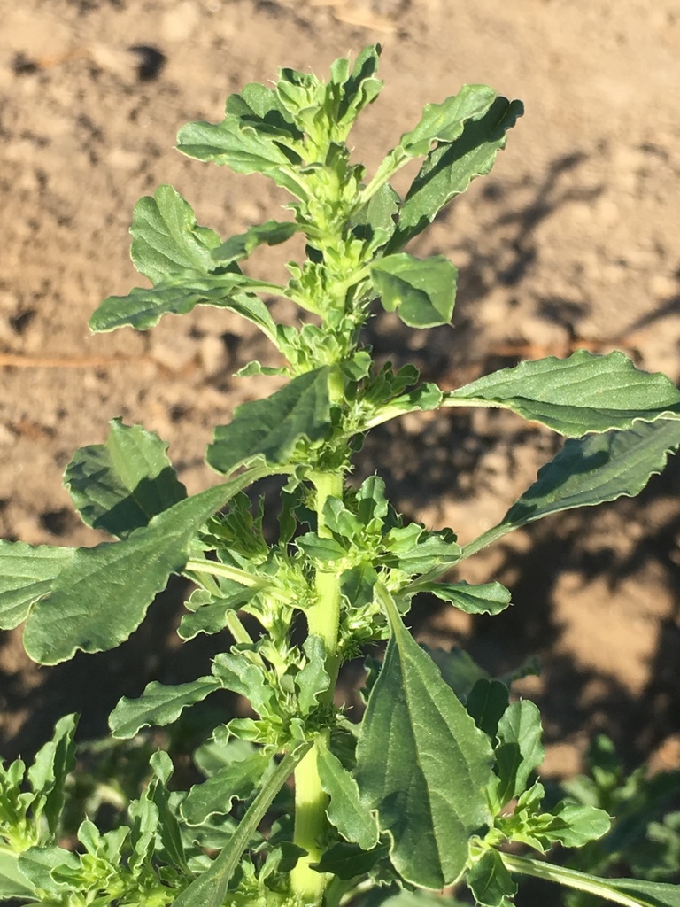 Amaranthus albus (Tumbleweed), non-native California herb