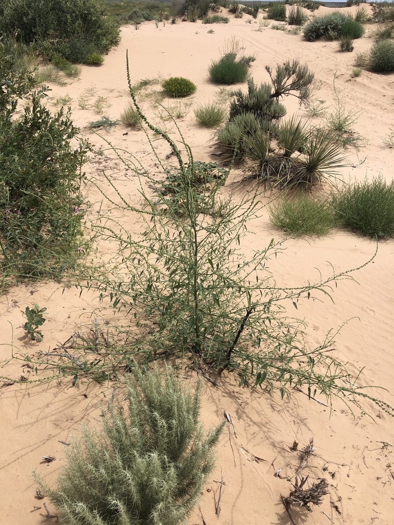 Amaranthus arenicola (Sand amaranth), non-native California herb