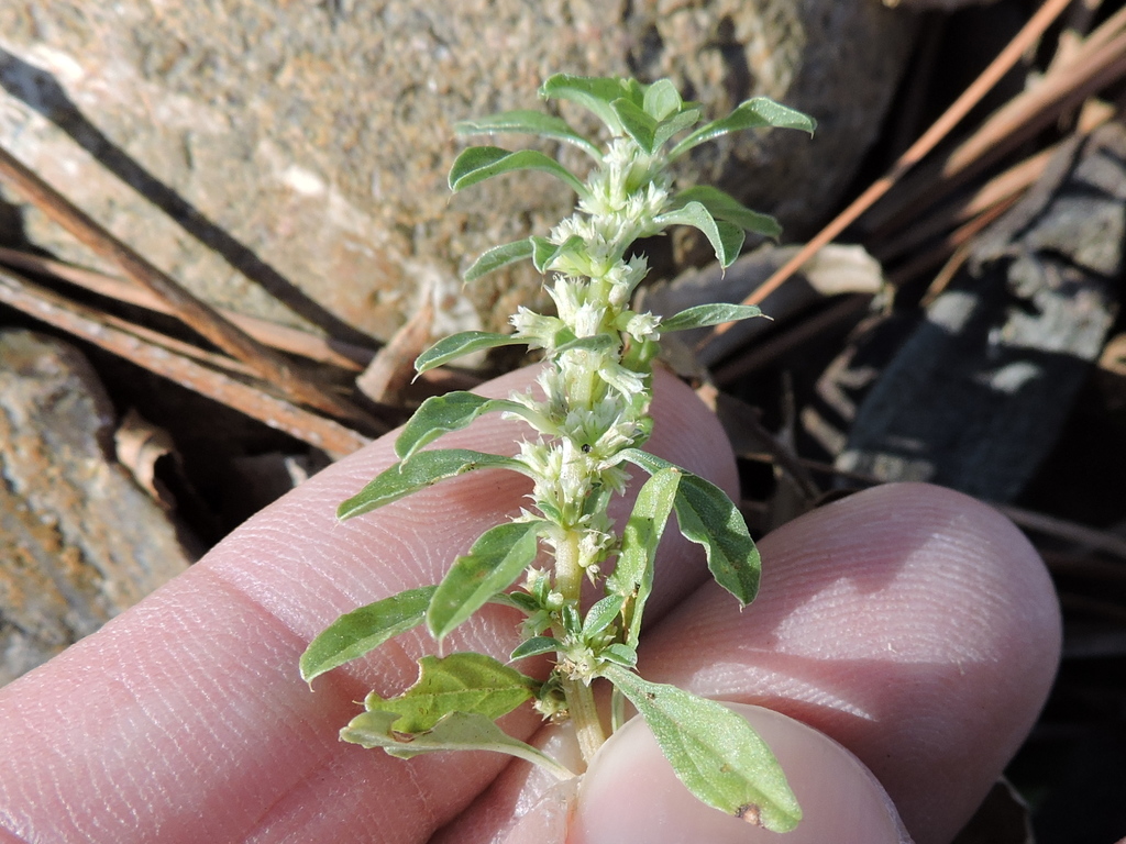 Amaranthus blitoides (Procumbent pigweed), native California herb