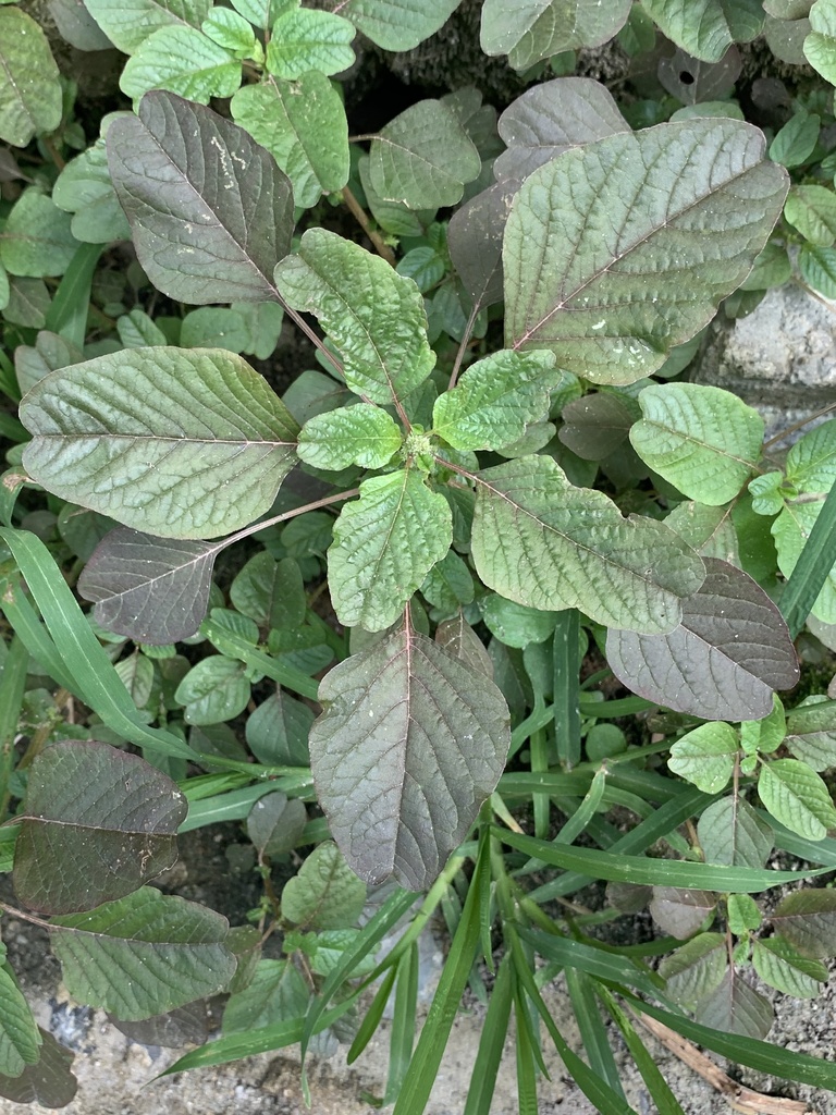 Amaranthus blitum subsp. emarginatus, native California herb