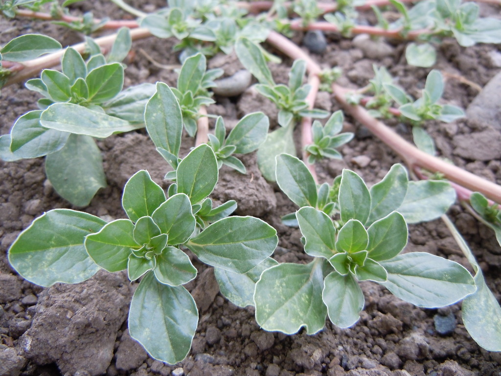 Amaranthus californicus (Californian amaranth), native California herb