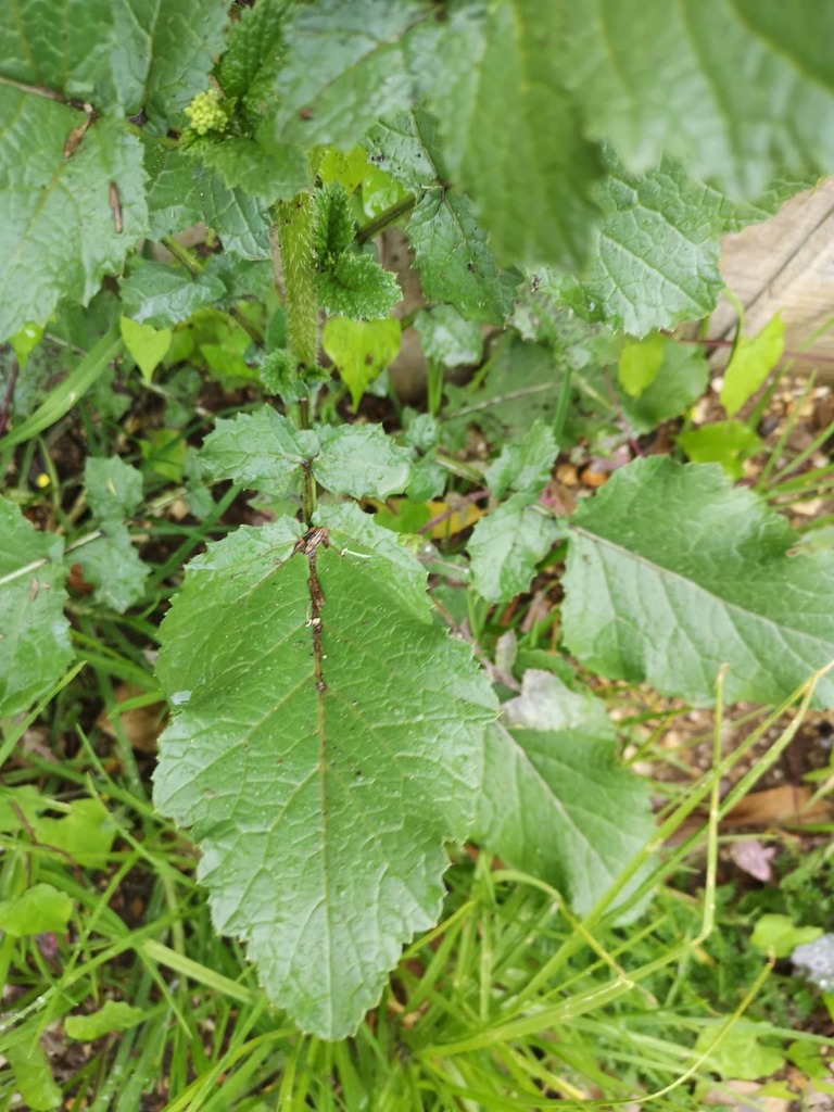 Amaranthus caudatus (Love-lies-bleeding), non-native California herb