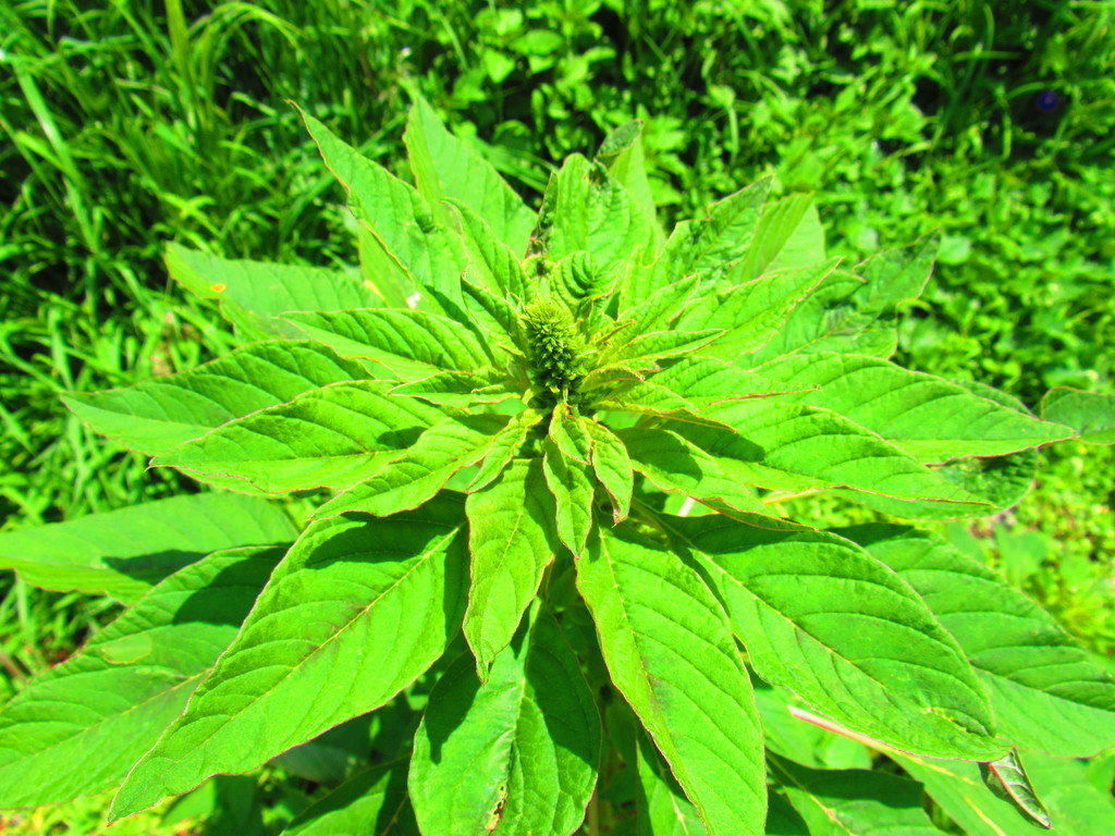 Amaranthus cruentus (Purple amaranth), non-native California herb