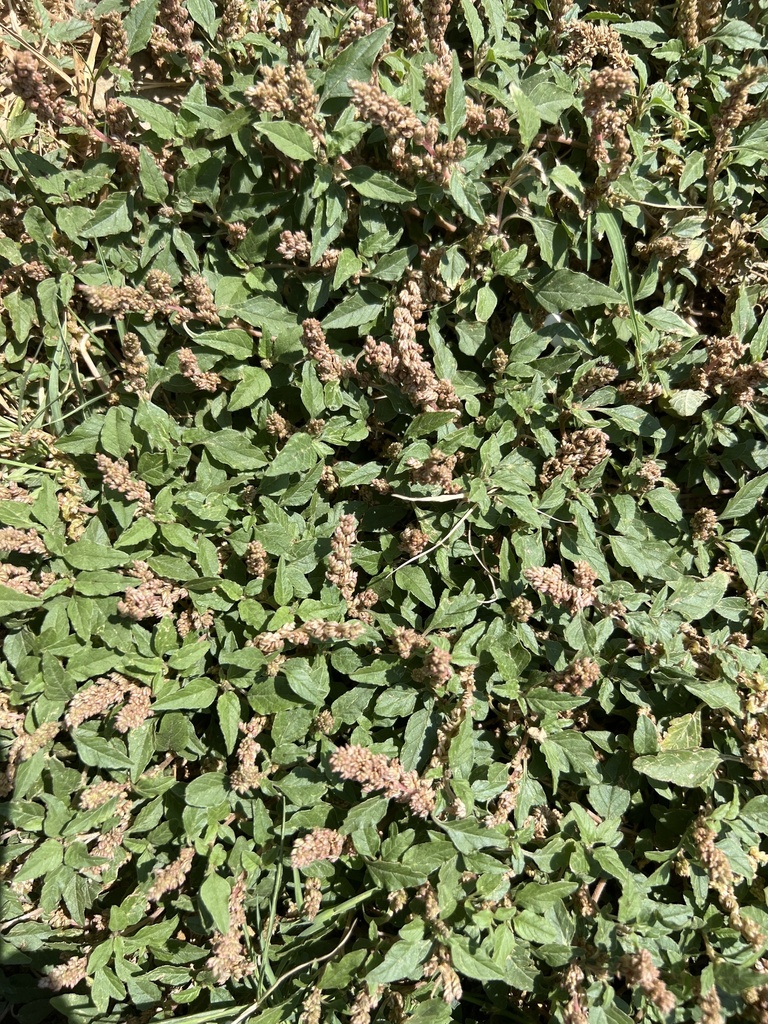 Amaranthus deflexus (Amaranth), non-native California herb