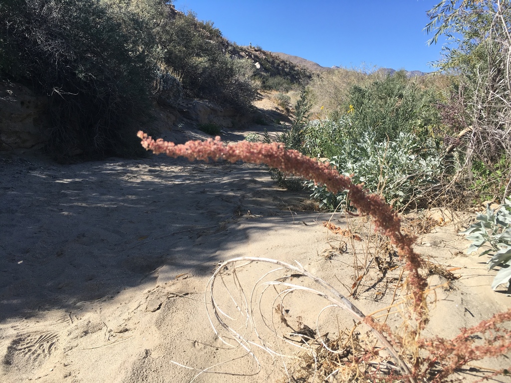 Amaranthus fimbriatus (Fringed amaranth), native California herb
