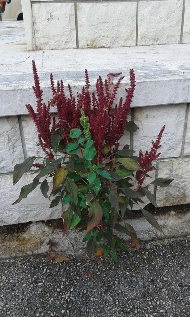 Amaranthus hybridus (Smooth pigweed), non-native California herb