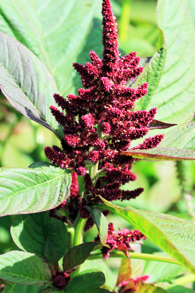 Amaranthus hypochondriacus (Prince's-feather), non-native California herb