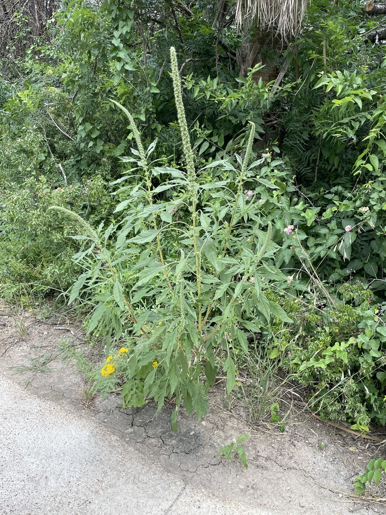 Amaranthus palmeri (Palmer's amaranth), native California herb