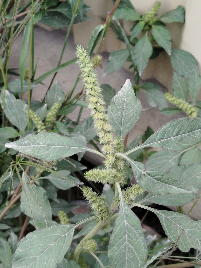 Amaranthus powellii (Powell's amaranth), native California herb