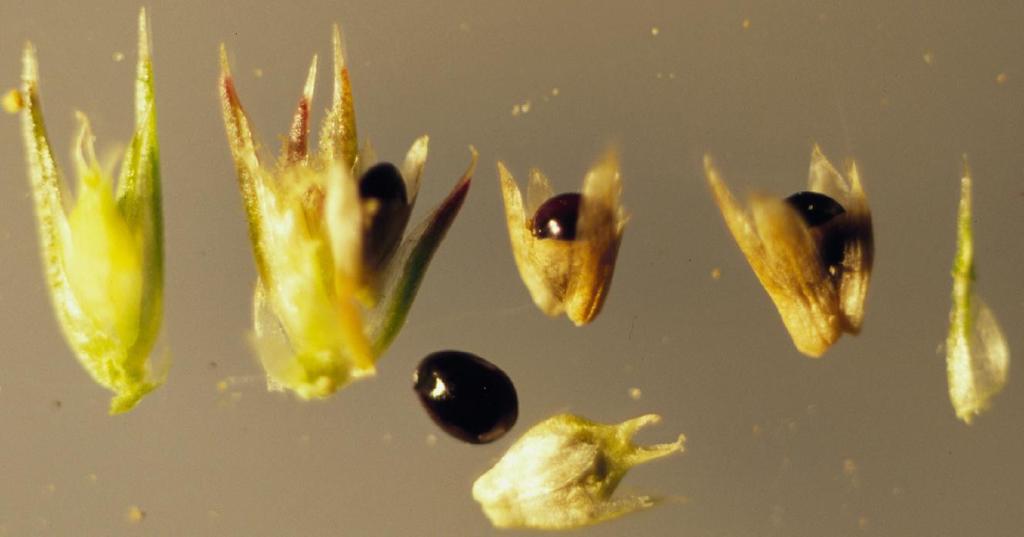 Amaranthus retroflexus (Redroot pigweed), non-native California herb