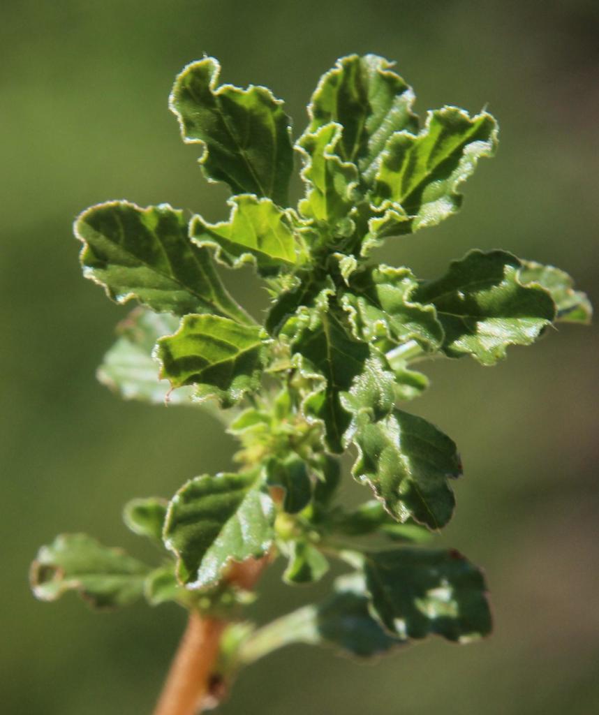 Amaranthus spinosus (Spiny amaranth), non-native California herb