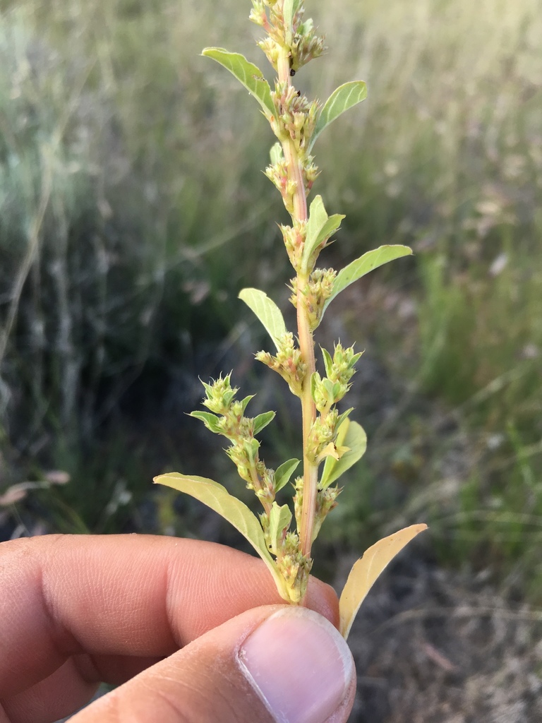 Amaranthus torreyi (Torrey's amaranth), native California herb