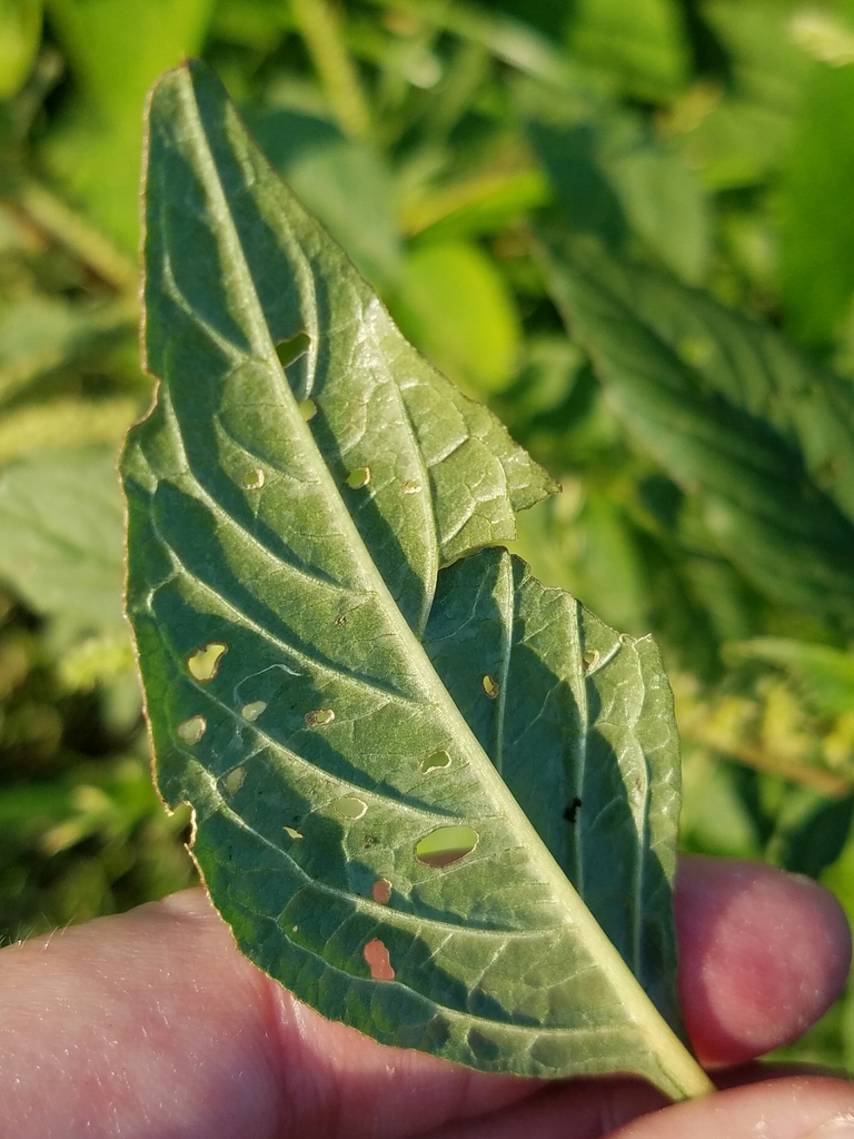 Amaranthus tuberculatus var. rudis (Common waterhemp), non-native California perennial