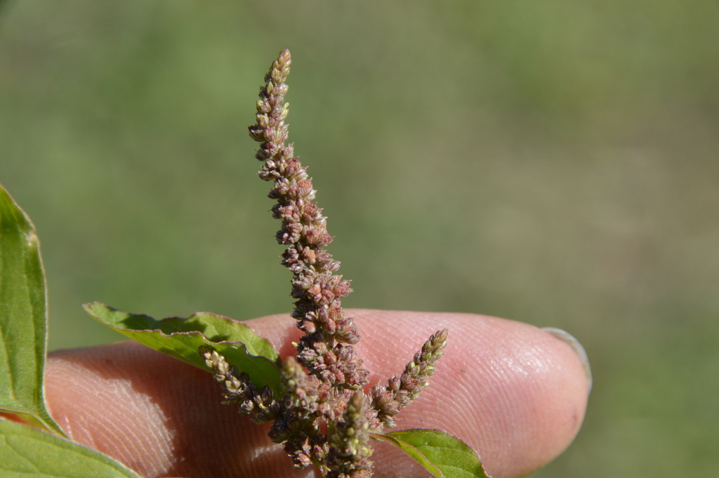 Amaranthus viridis (Slender amaranth), non-native California herb
