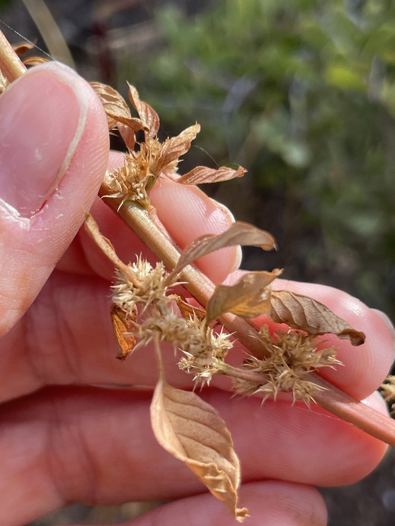Amaranthus watsonii (Watson's amaranth), native California herb