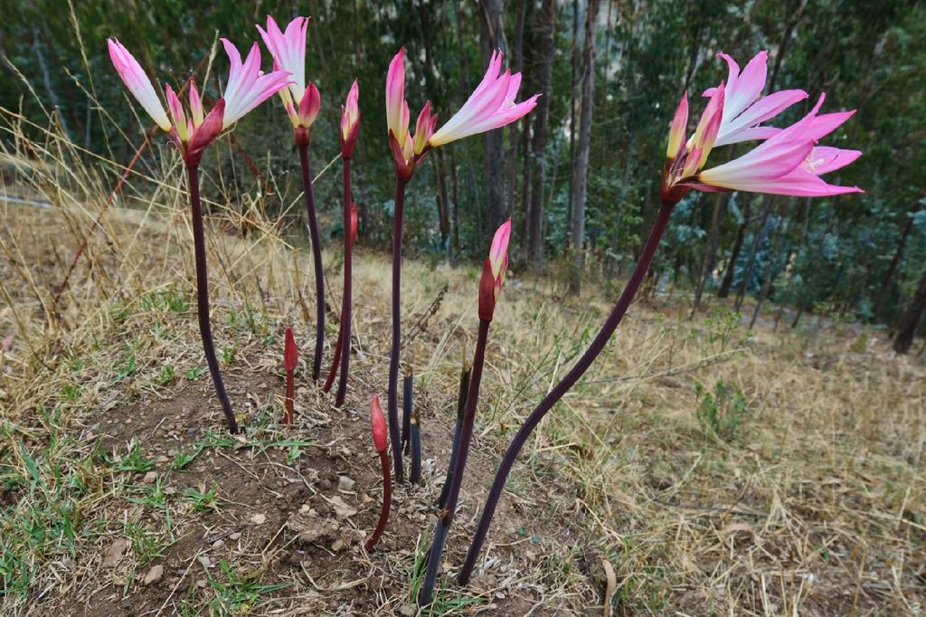 Amaryllis belladonna (Naked ladies), non-native California herb