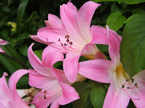 Amaryllis sp., non-native California perennial