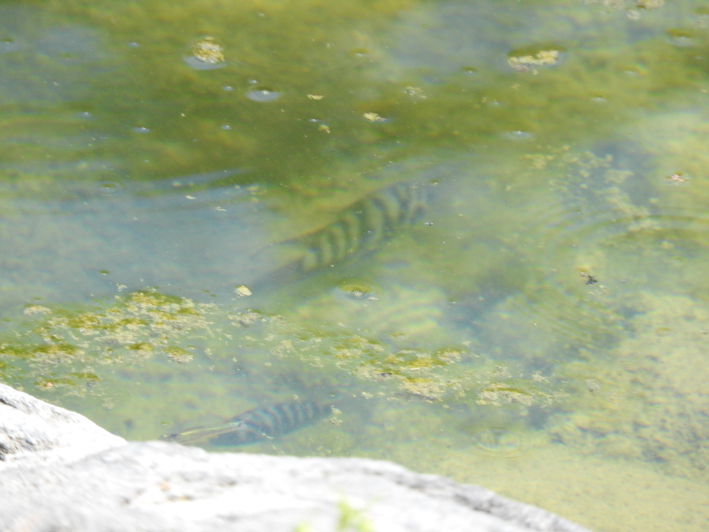 Amatitlania nigrofasciata (Convict Cichlid), California species