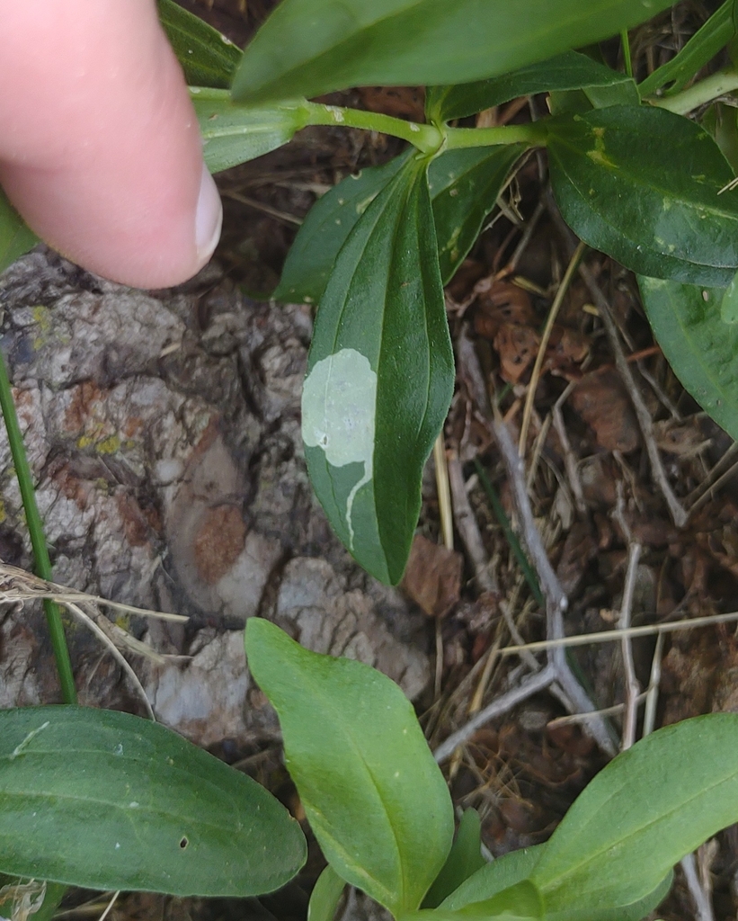 Amauromyza flavifrons, California species