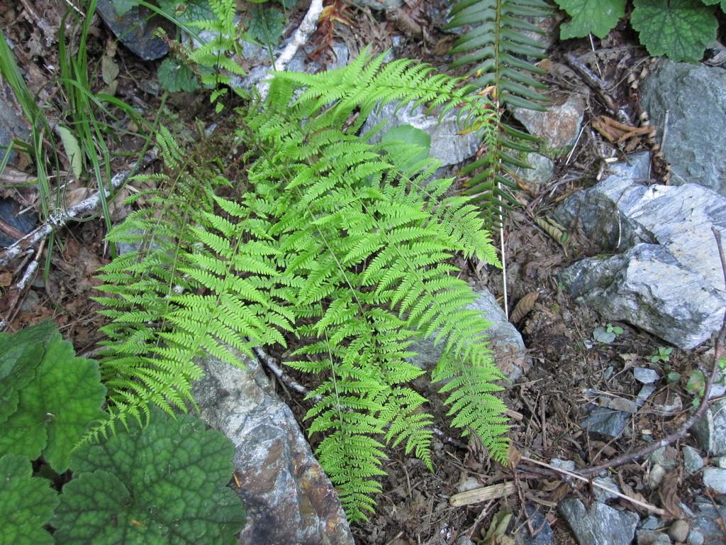 Amauropelta nevadensis (Nevada marsh fern), native California herb