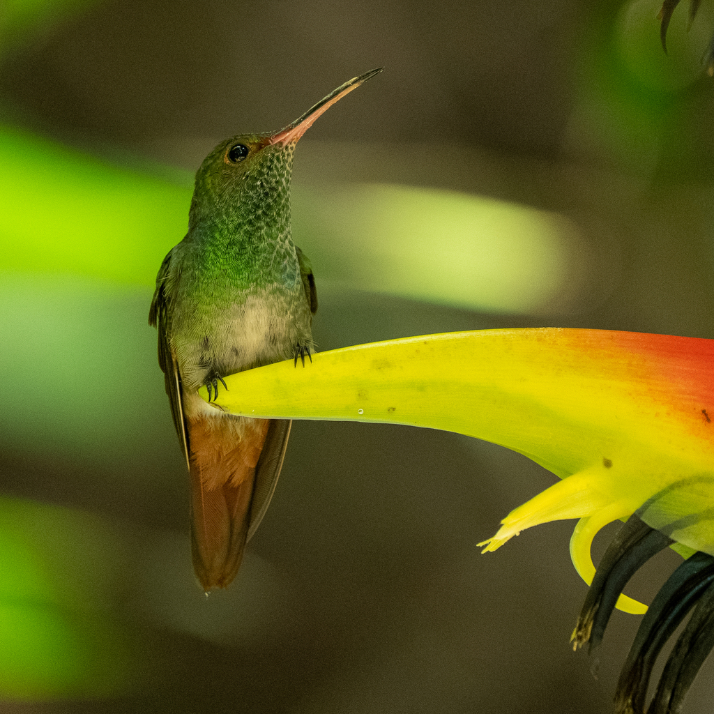 Amazilia violiceps (Violet-crowned Hummingbird), California species