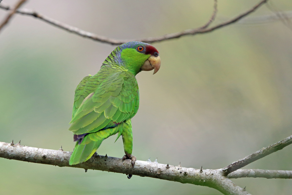 Amazona finschi (Lilac-crowned Parrot), California species