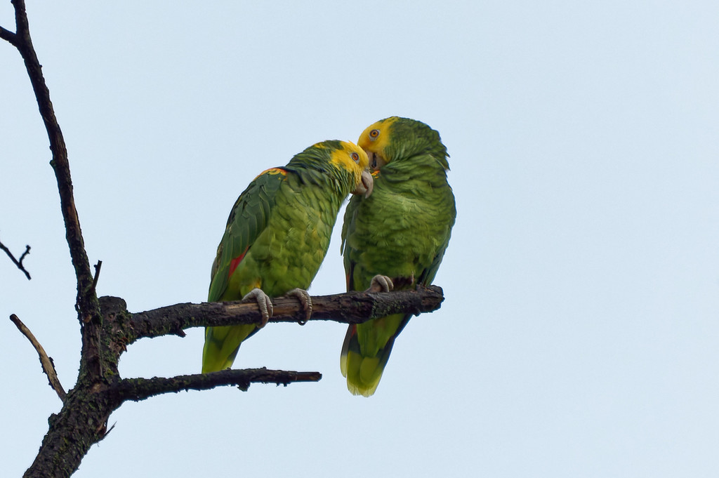 Amazona oratrix (Yellow-headed Parrot), California species