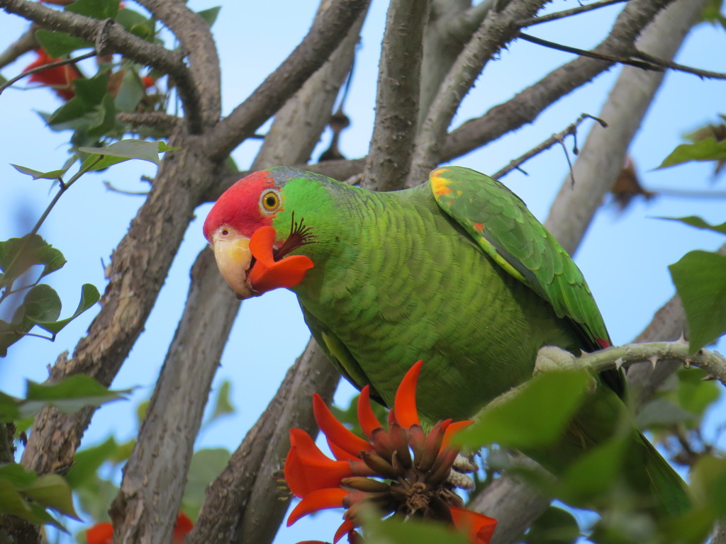 Amazona viridigenalis (Red-crowned Parrot), California species