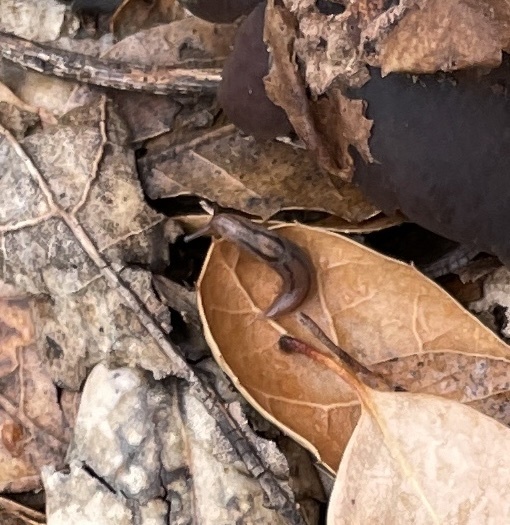 Ambigolimax parvipenis (Striped Garden Slug), California species