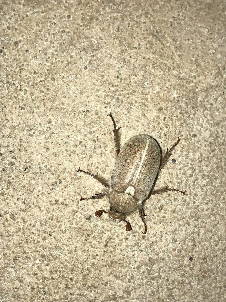 Amblonoxia palpalis (Dusty June Beetle), California species