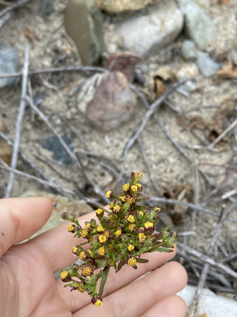 Amblyopappus sp., native California annual