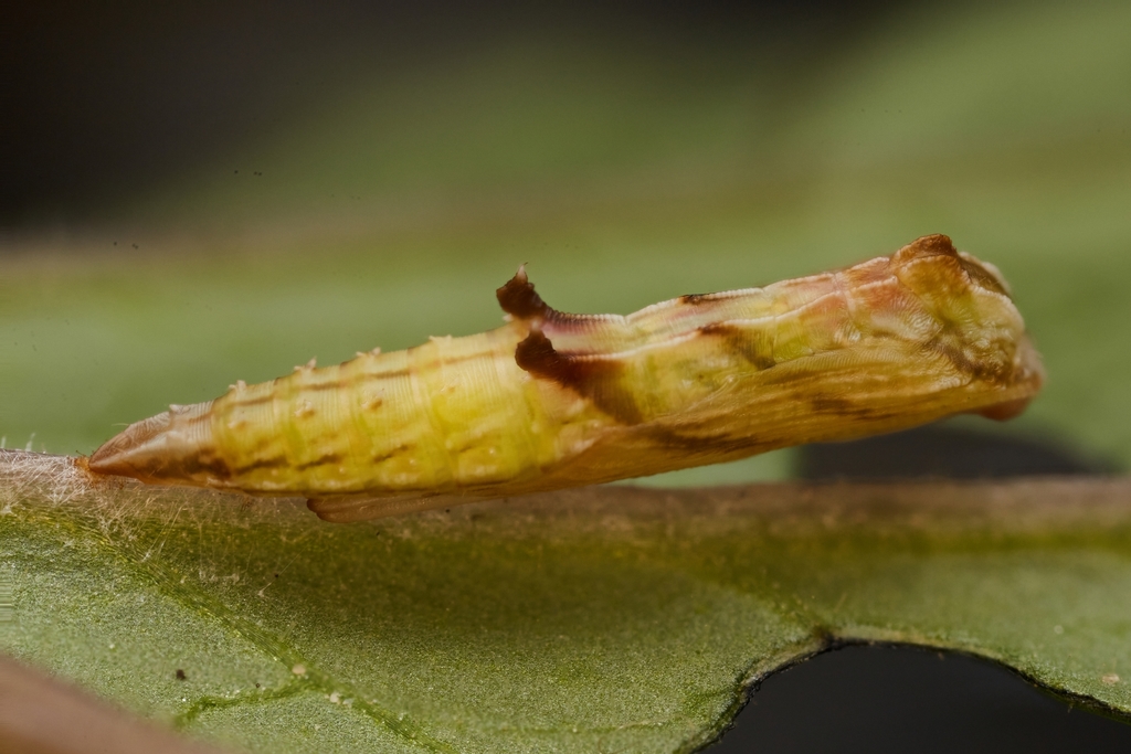 Amblyptilia pica (Geranium Plume Moth), California species