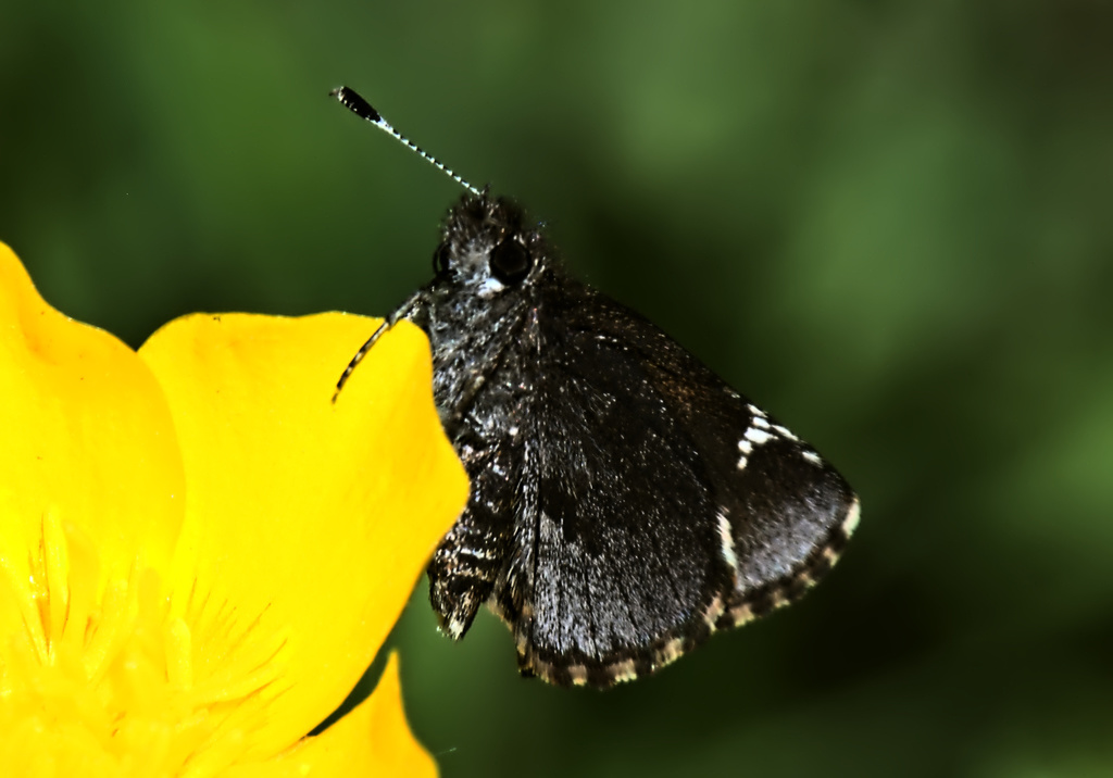 Amblyscirtes vialis (Common Roadside-Skipper), California species