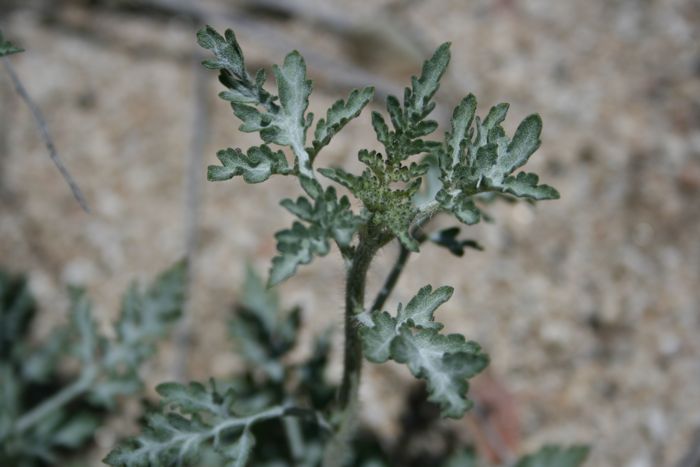 Ambrosia acanthicarpa (Annual bur-sage), native California herb