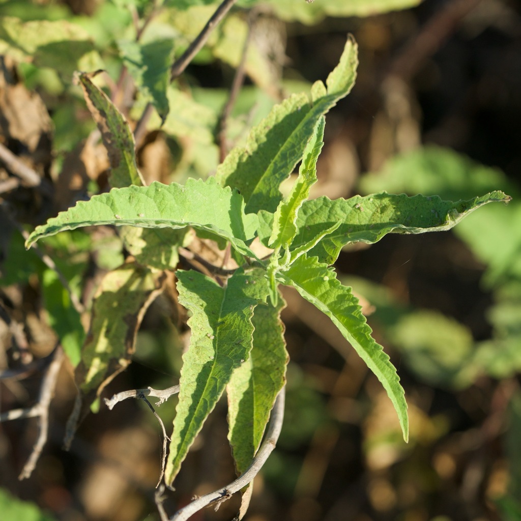 Ambrosia ambrosioides (Big bur-sage), native California shrub