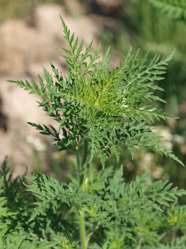 Ambrosia artemisiifolia (Common ragweed), non-native California herb