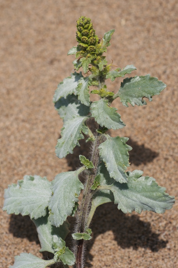 Ambrosia chamissonis (Beach bur-sage), native California shrub
