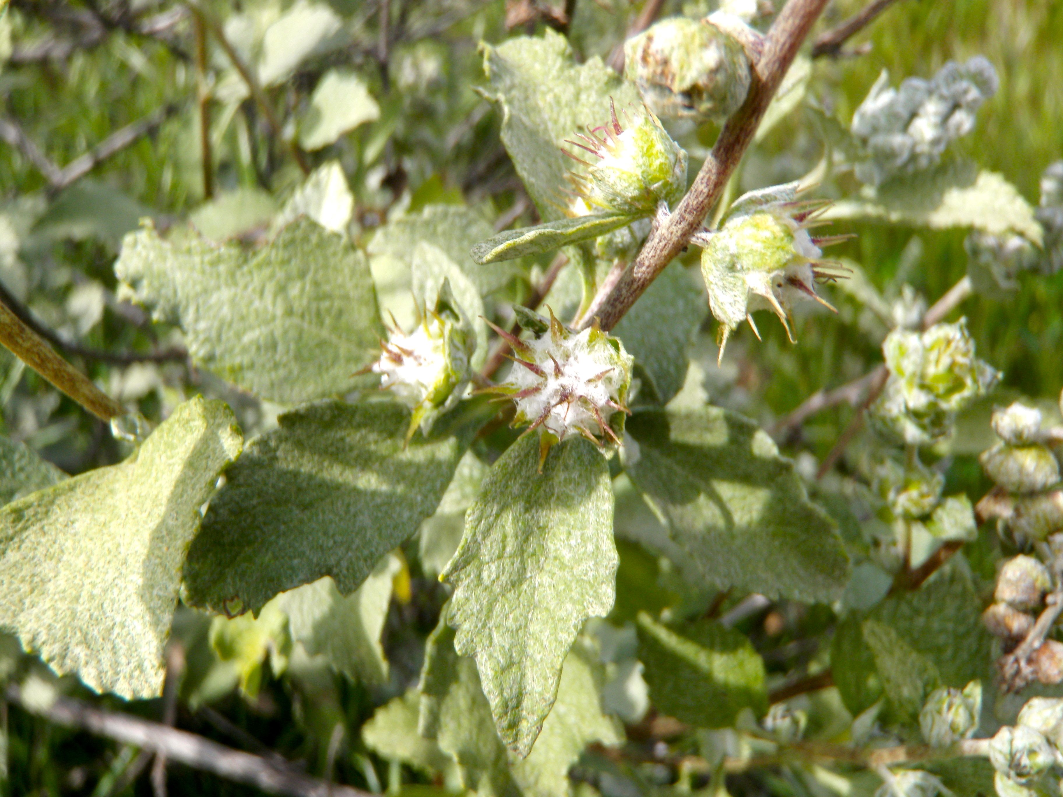 Ambrosia chenopodiifolia (San diego bur-sage), native California shrub