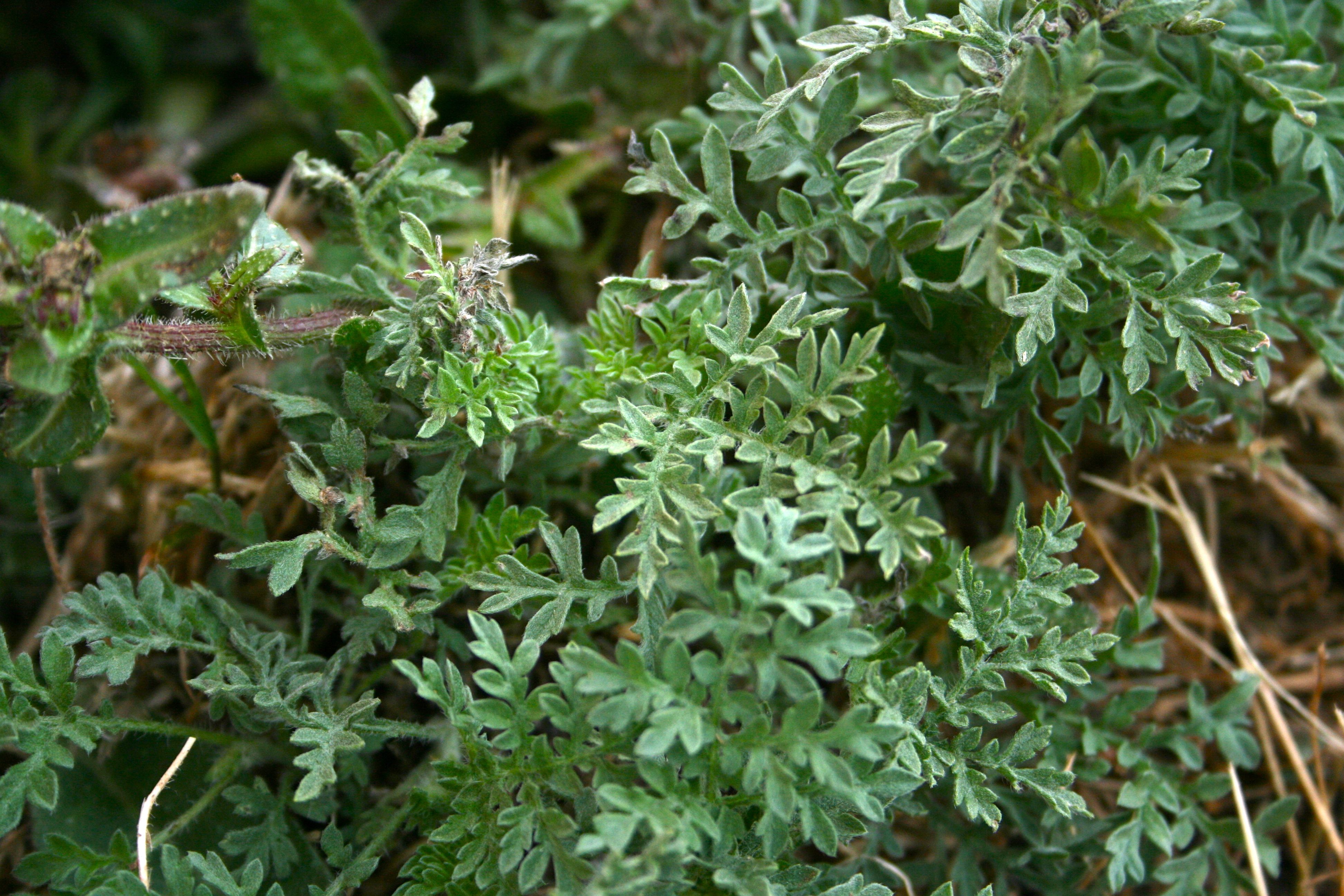 Ambrosia confertiflora (Weak leaved burweed), native California herb