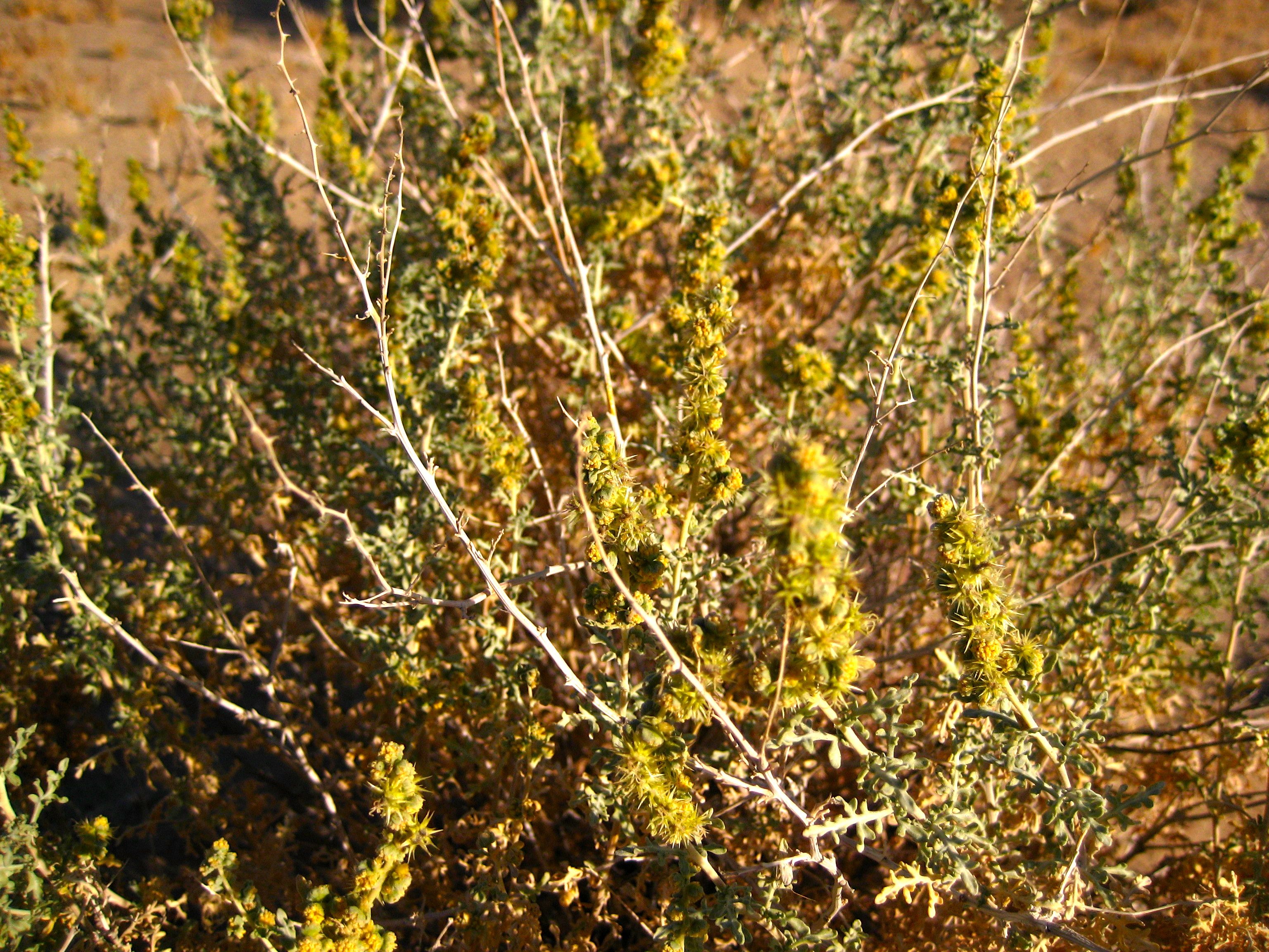 Ambrosia dumosa (White bur-sage), native California shrub