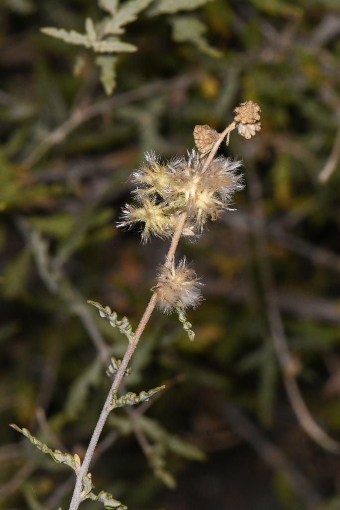 Ambrosia eriocentra (Woolly bur-sage), native California shrub