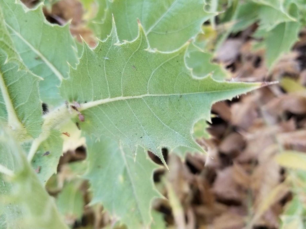 Ambrosia ilicifolia (Holly-leaved bur-sage), native California shrub