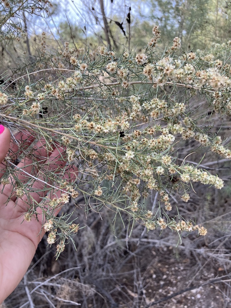 Ambrosia monogyra (Singlewhorl burrobrush), native California shrub