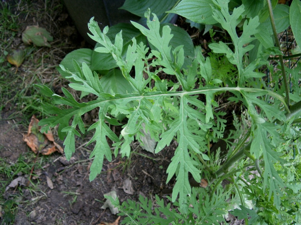 Ambrosia ×platyspina (Hybrid bur-sage), native California shrub